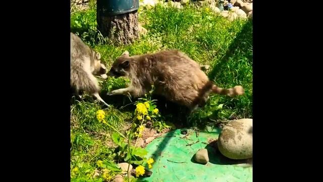 Еноты в Московском зоопарке смотреть онлайн