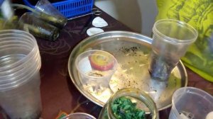 20.АДЕНИУМЫ!!!ДВА В ОДНОМ!!!СРАЩИВАЮ ДВЕ ПАРЫ АДЕНИУМОВ!!!ДЕЛАЮ ОБРЕЗКУ!!! ИНТЕРЕСНО И УВЛЕКАТЕЛЬНО