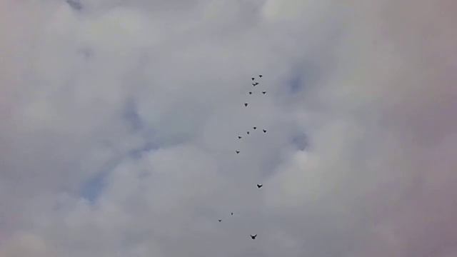 27 11 2020 Воха карьер смотреть онлайн