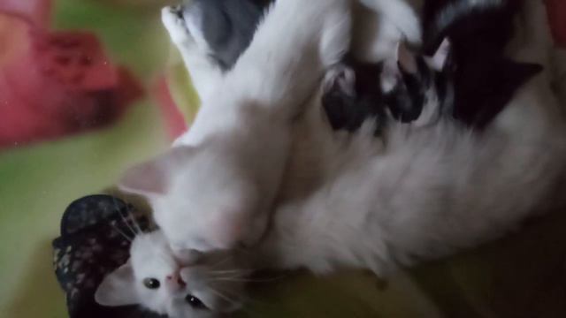 Мать турецкой ангоры кормит своих котят смотреть онлайн