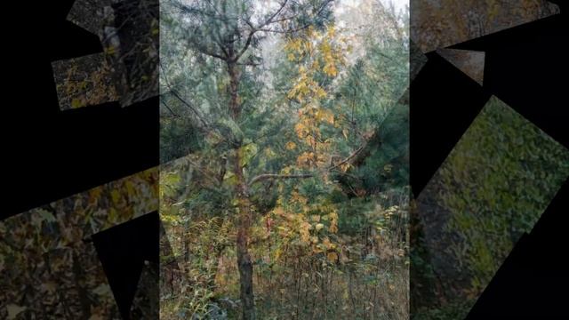 Шуршанье листьев под ногой... Стихи И.Ряховской, музыка и исполнение Л.Оганесян смотреть онлайн