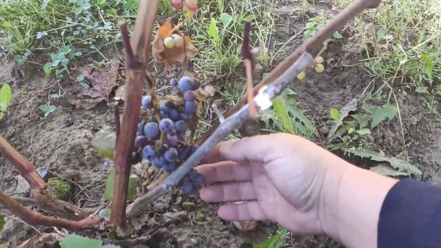 Виноград Кишмиш уникальный в Ленинградской области. 11.09.2022. смотреть онлайн