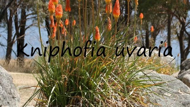 How to Pronounce Kniphofia uvaria? смотреть онлайн