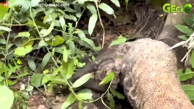 35 Most Fierce Survival Battles! Komodo Dragon Fights Python, Jaguar, Crocodile, Buffalo... смотреть онлайн