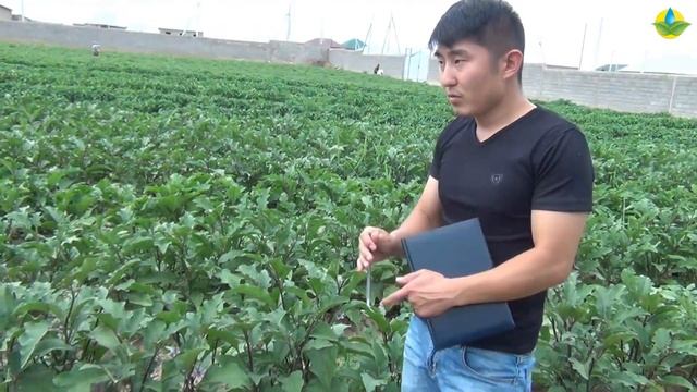 БАКЛАЖАНЫ ФАРАМА F1 и ФАБИНА F1 - ЛУЧШЕЕ СООТНОШЕНИЕ ЦЕНЫ И КАЧЕСТВА смотреть онлайн