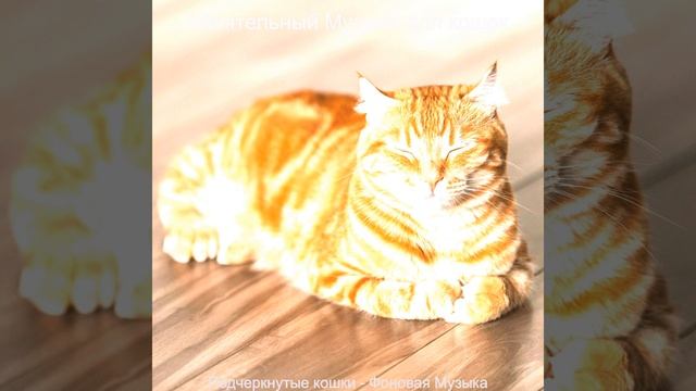 Впечатление (Подчеркнутые кошки)