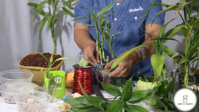 LUCKY BAMBOO, MGA BENEFITS NG LUCKY BAMBOO!!! смотреть онлайн