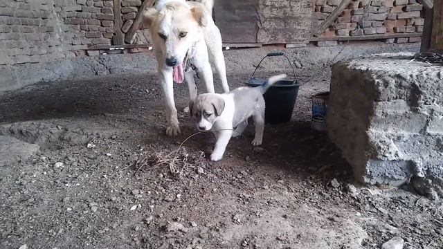 itlarni dodasi смотреть онлайн