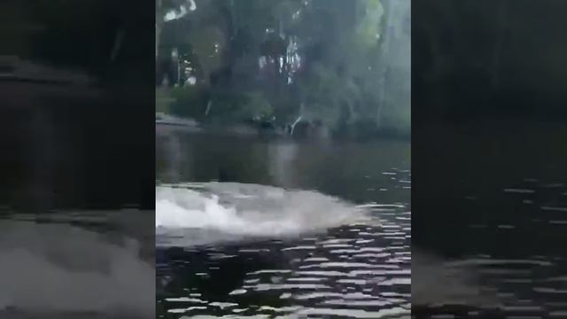 ?Крокодил, который плывёт с такой скоростью, и плывёт как дельфин смотреть онлайн