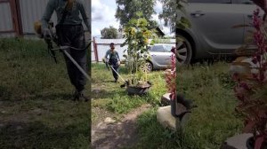Кошу траву в первый раз. Бензокоса AL-CO.