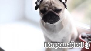 Плюсы и минусы мопсов. Стоит ли заводить мопса