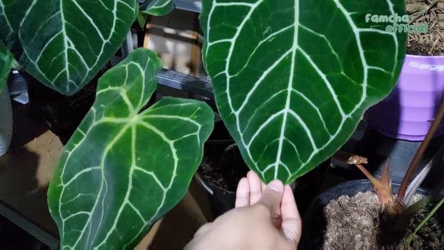 UPDATE TERBARU TANHIS DI MURNI FLORA| BANYAK PROMO MENARIK YUK LANGSUNG RAMAIKAN смотреть онлайн