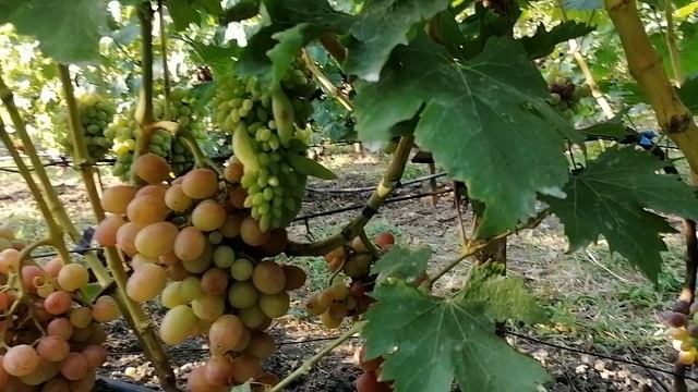 Виноград Шансон(Чулков А.И.)виноградник Король В. Н. г.Краснодар 2023год смотреть онлайн