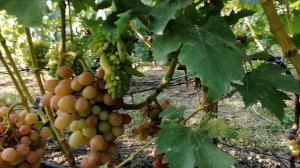 Виноград Шансон(Чулков А.И.)виноградник Король В. Н. г.Краснодар 2023год