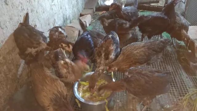 white turki hen смотреть онлайн