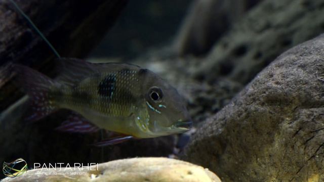 Geophagus spec Panta Rhei смотреть онлайн