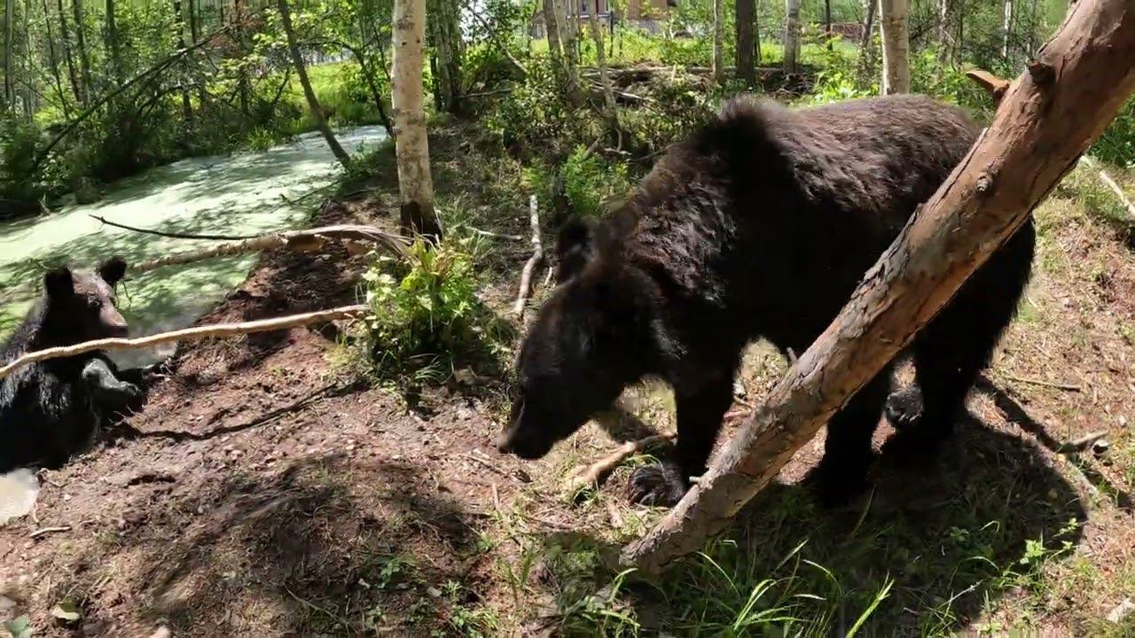 Теперь уже медведица отстаёт от медвежат. смотреть онлайн