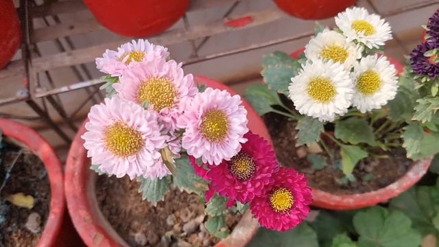 All About Aster Plant || How to Grow and Care Aster Plant || Fun Gardening смотреть онлайн