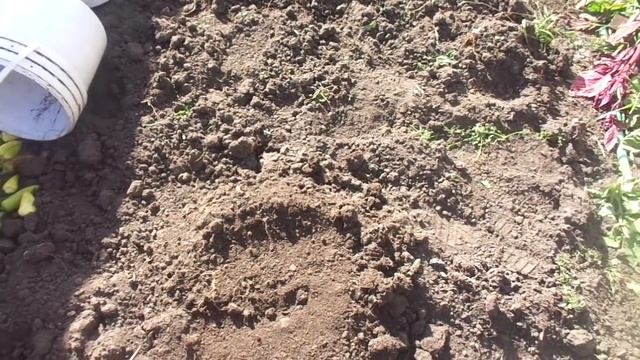 ГОТОВЛЮ ГРЯДКУ ДЛЯ ЛУКА ПОД ЗИМУ. Ольга Чернова. смотреть онлайн