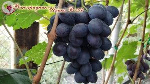 Вулкан и Регион урожая 2018 года