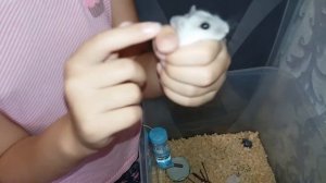 Как приручить джунгарского хомяка. Как я приручаю Дейзи.