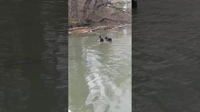 дикие селезни.... весна смотреть онлайн