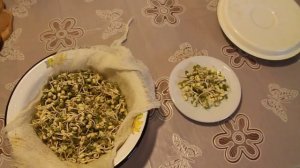 Как прорастить маш зерно за 3 дня (вегетарианские блюда, зерно, соя, пшеница, ячмень)