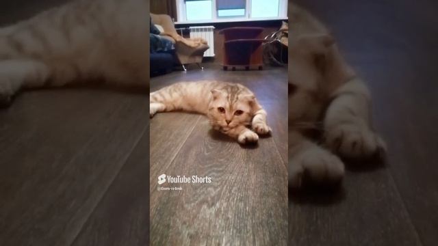 и в итоге живут.....🤣.mp4