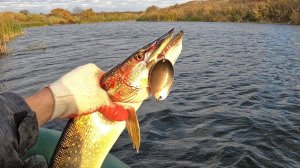 Ловля щуки на ЛОЖКУ в октябре! Жор щуки осенью!