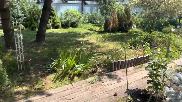 Моя любимая дача 24 июня 2020❤️Жара в Москве. Продолжаю поливать. смотреть онлайн