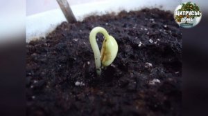 Натуральные удобрения подкормки для всех растений в домашних условиях  Азотные подкормки