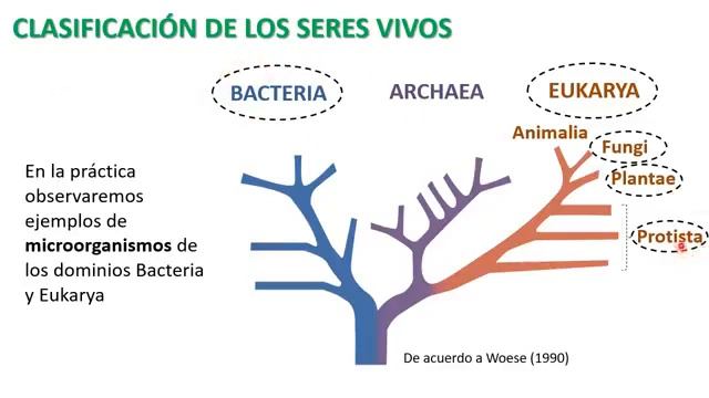 Práctica 7 : Diversidad de la Vida: Bacterias, Protistas y Hongos смотреть онлайн