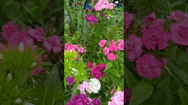 китайская гвоздика... смотреть онлайн