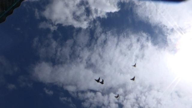 Голуби. Начало гона! смотреть онлайн