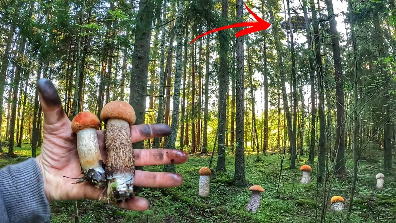 ШОК! ГРИБНИКА ИЩУТ С ВЕРТОЛЕТА!СОБРАЛ КУЧУ БЛАГОРОДНЫХ ГРИБОВ. ВСЕ ПАЛЬЦЫ ПОЧЕРНЕЛИ ОТ ПОДОСИНОВИКОВ смотреть онлайн