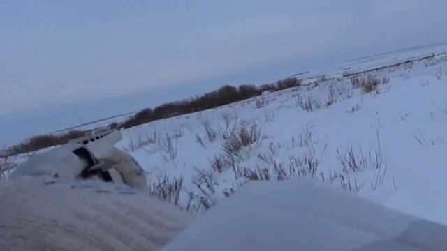 Охота на зайца 2019-2020 № 71 смотреть онлайн