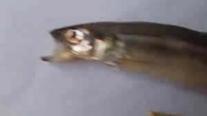 Снеток- рыба вкусная.