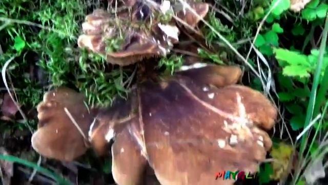 Мокруха розовая. Свинушка толстая и другие грибы в лесу. смотреть онлайн