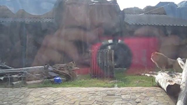 Зоопарк Ижевск смотреть онлайн