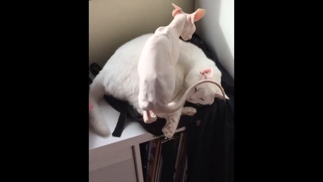 Тянуть кота за хвост смотреть онлайн