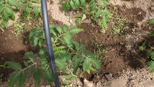 312.ЧТО ДЕЛАТЬ С ТОМАТАМИ ЧЕРЕЗ ДВЕ НЕДЕЛИ ПОСЛЕ ВЫСАДКИ 2019 смотреть онлайн