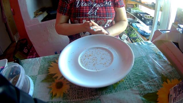 алисум из семян смотреть онлайн