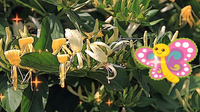 La mariposa que buscaba la perfección смотреть онлайн