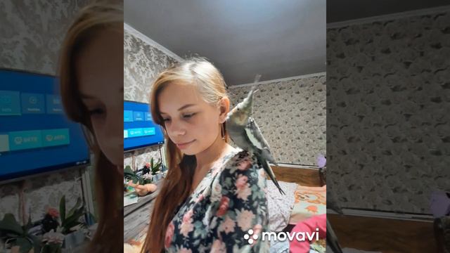 наш новый друг попугай Карелла Каспер знакомимся смотреть онлайн