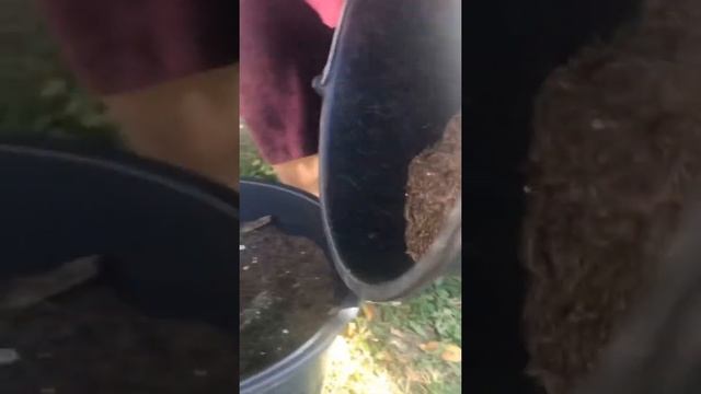 Лесные Хранители: Грибы