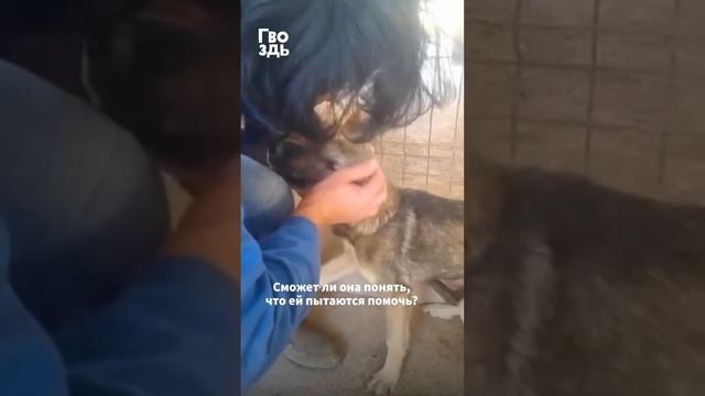 Собака кричит страшным голосом, когда видит человека #shorts #animalrescue смотреть онлайн