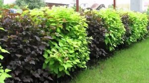 Растения для живой изгороди.  Выбираем лучшие!