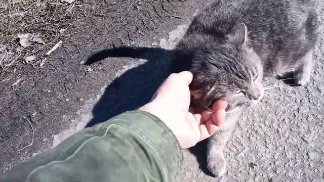 НЕЗНАКОМАЯ КОШКА ПО ДОРОГЕ НАЧАЛА ПРИСТАВАТЬ КОМНЕ смотреть онлайн