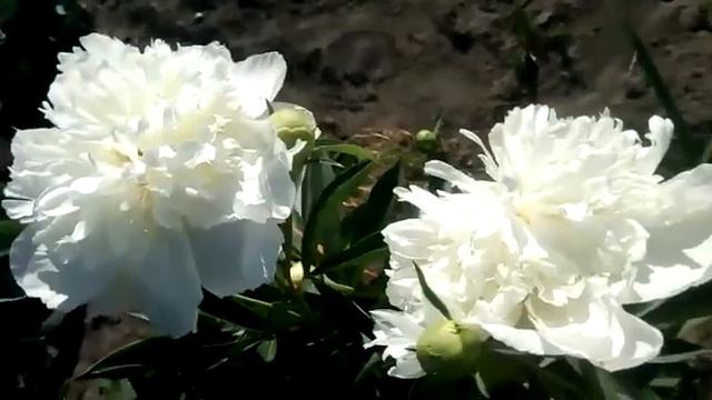 пионы 🌹 которые есть у меня 💃 смотреть онлайн