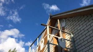 Курские голуби Липецк